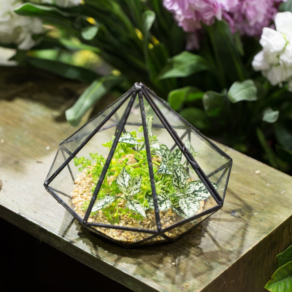 Handmade Diamond Black Glass Geometric Terrarium with Door for Succulents Moss Airplants - NCYPgarden