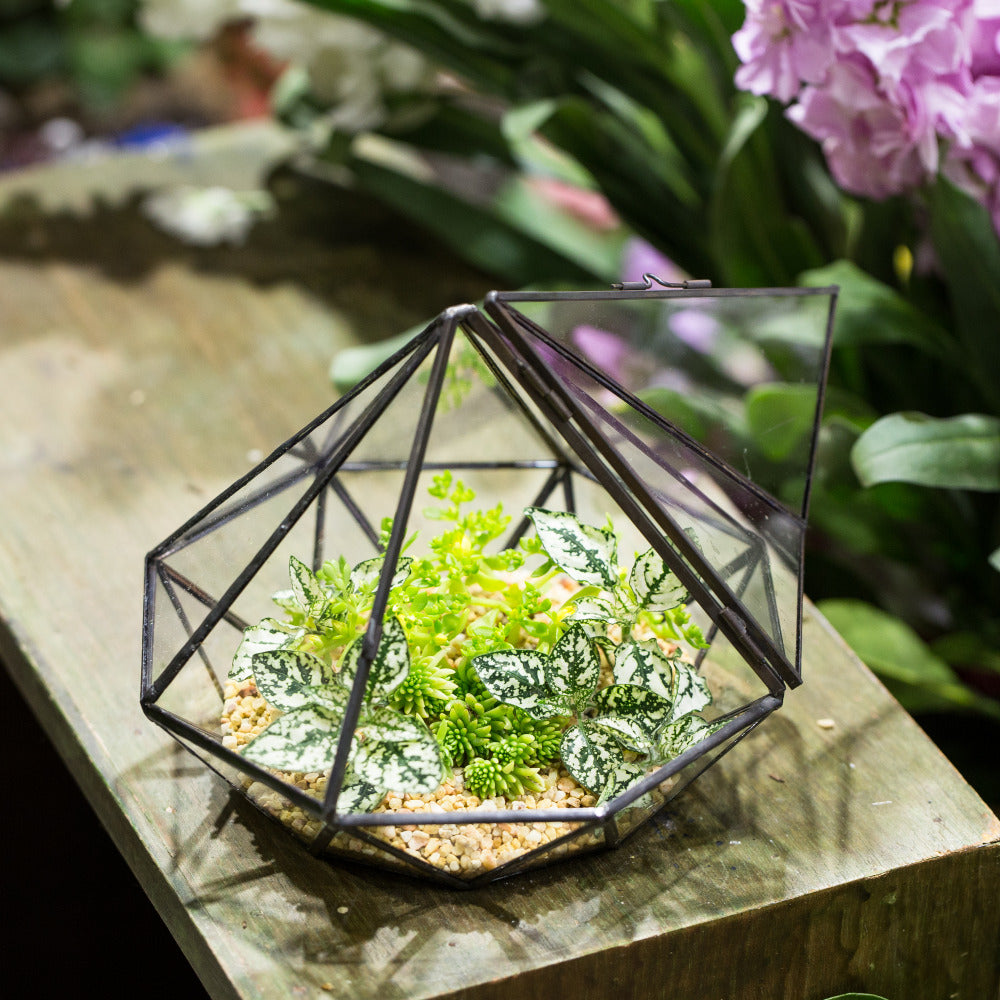 Handmade Diamond Black Glass Geometric Terrarium with Door for Succulents Moss Airplants - NCYPgarden