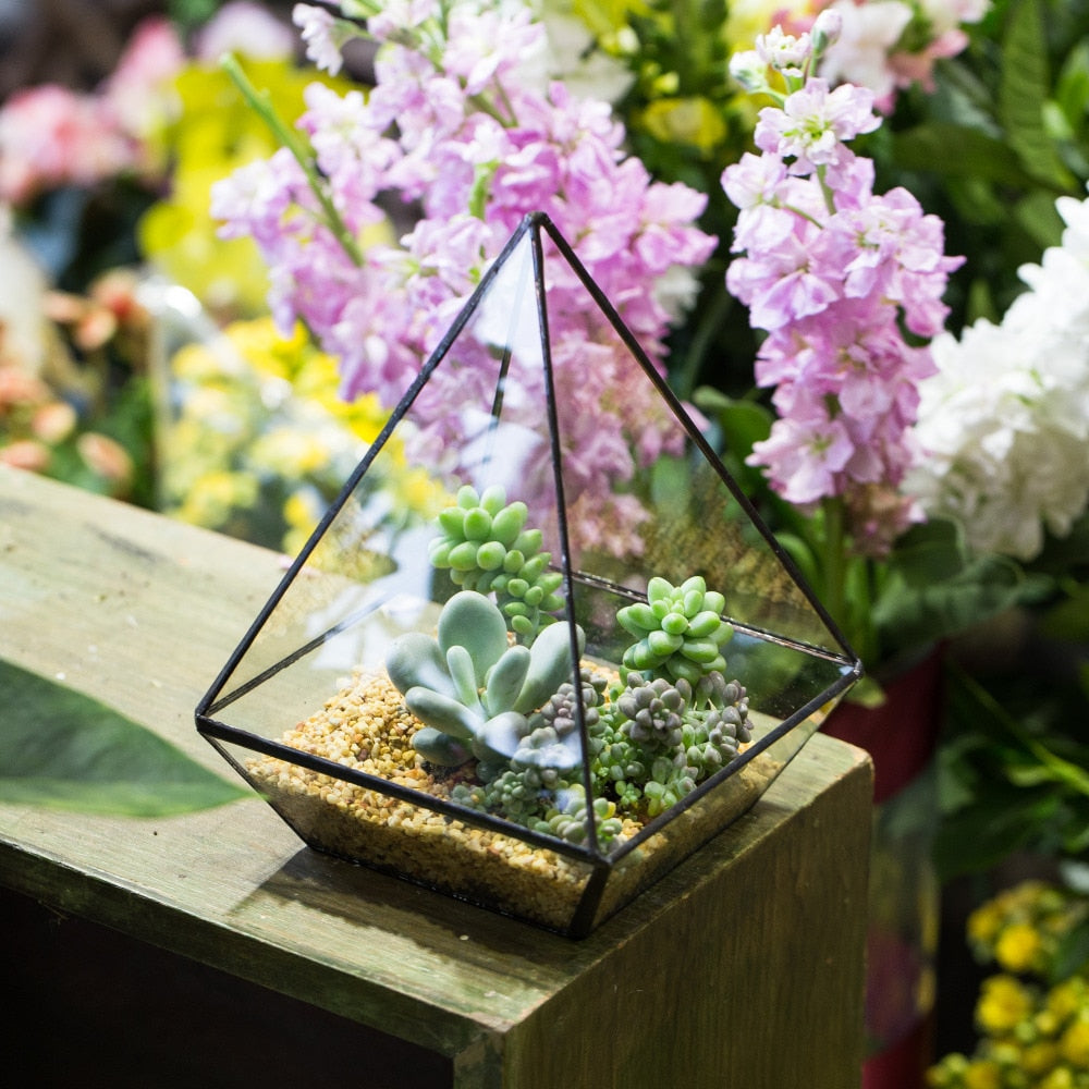 Handmade Modern Glass Geometric Terrarium Polyhedrons for Succulent Cacti moss - NCYPgarden