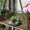 Handmade Wall Geometric Hexagon Glass Terrarium Box for Fern Moss Succulent Airplants Cacti - NCYPgarden