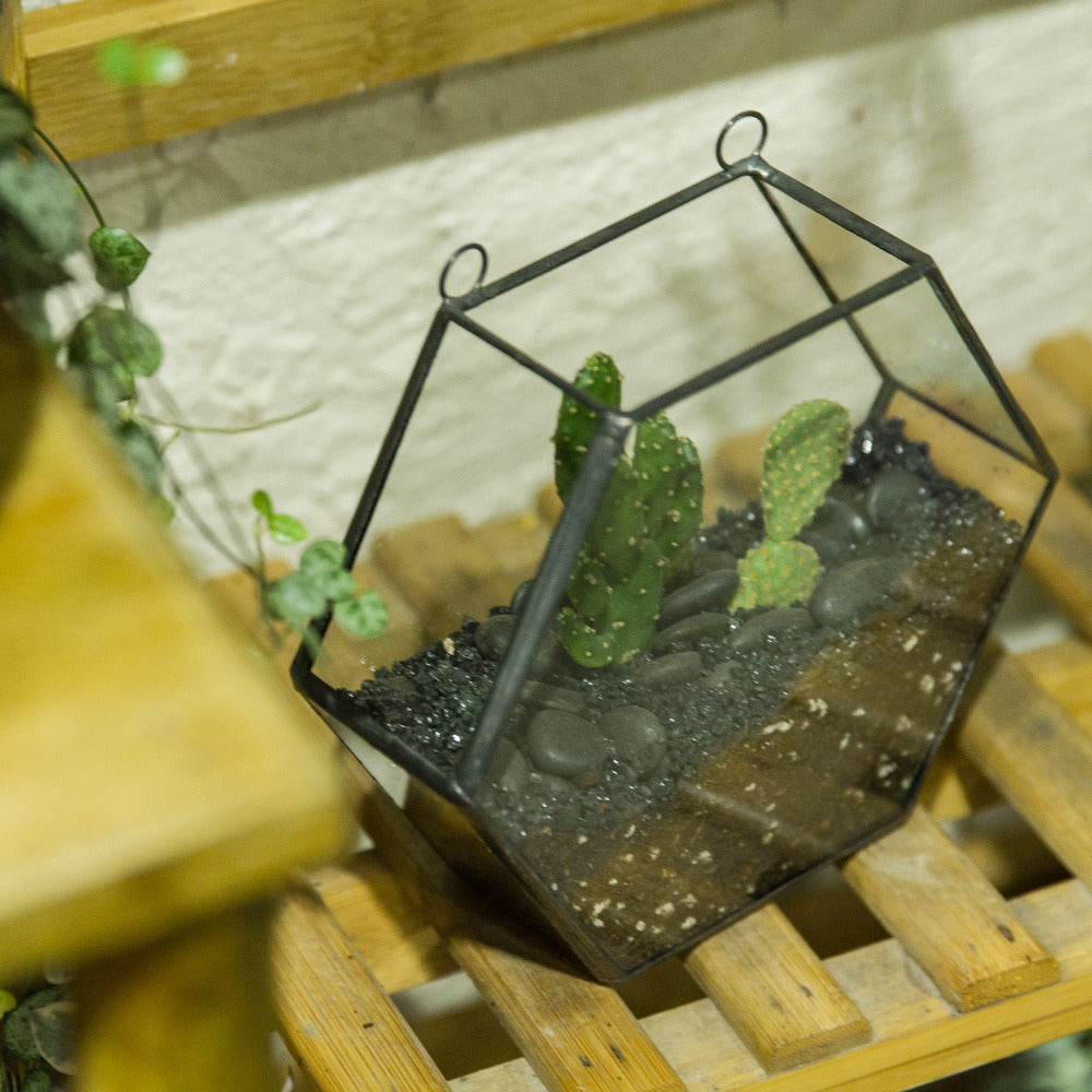 Handmade Wall Geometric Hexagon Glass Terrarium Box for Fern Moss Succulent Airplants Cacti - NCYPgarden