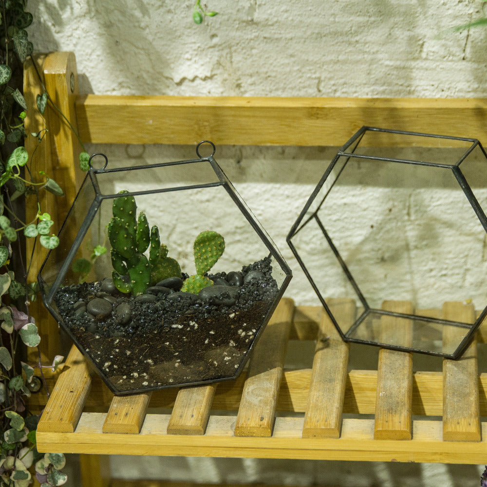 Handmade Wall Geometric Hexagon Glass Terrarium Box for Fern Moss Succulent Airplants Cacti - NCYPgarden