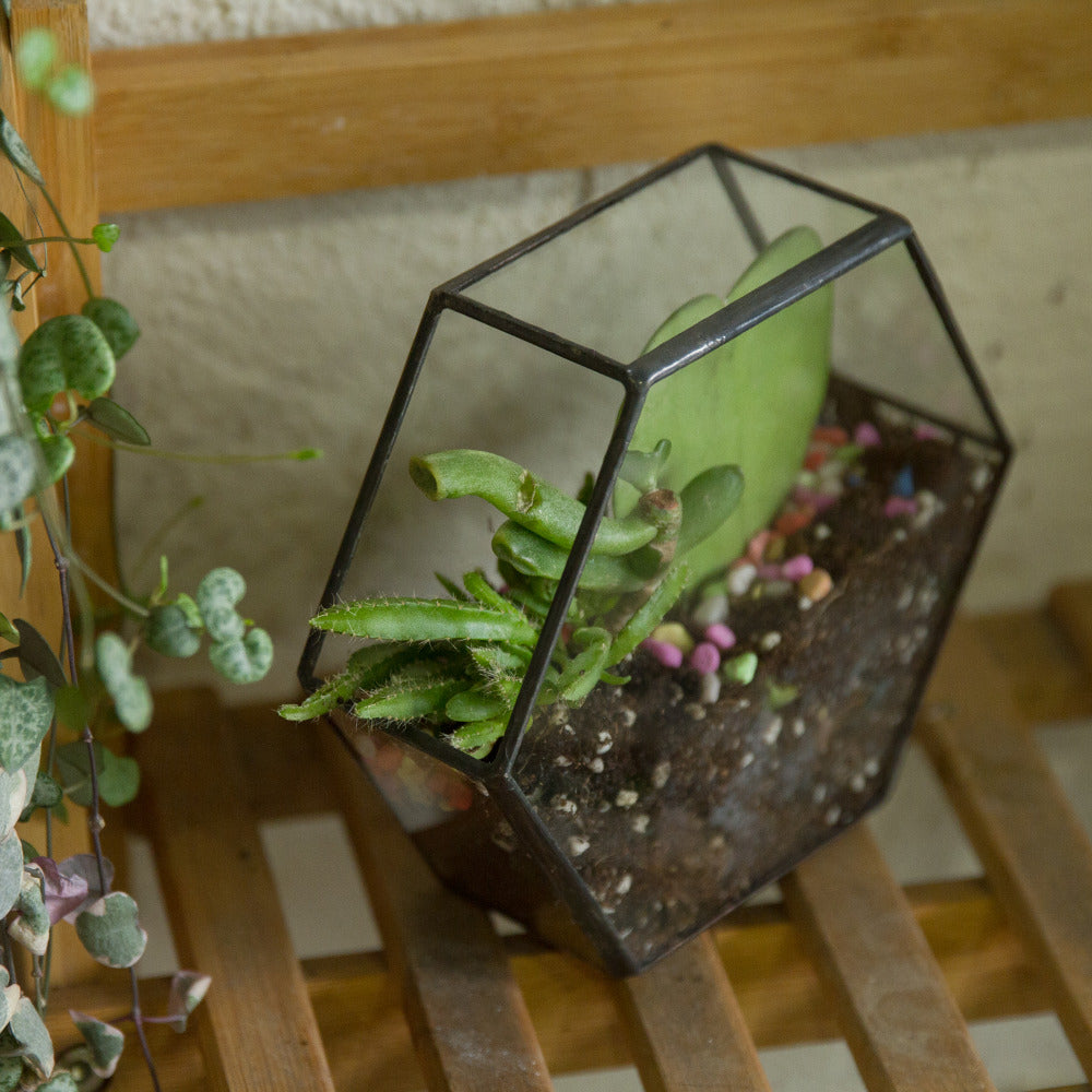 Handmade Wall Geometric Hexagon Glass Terrarium Box for Fern Moss Succulent Airplants Cacti - NCYPgarden
