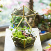 Handmade Gold Artistic Tabletop Glass Geometric Terrarium Jewel-boxed Shape with Lid for Succulent - NCYPgarden