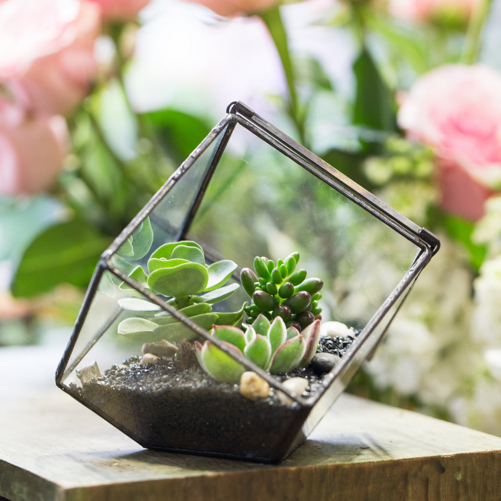 Handmade Inclined Cube Glass Geometric Terrarium Box Various Size Door Available for Succulent Moss - NCYPgarden