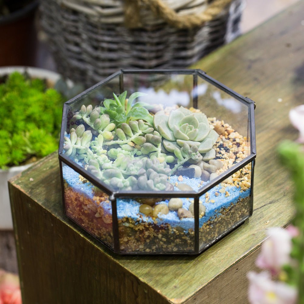 Handmade Flat Octagon Glass Geometric Terrarium for Succulents Fern Moss - NCYPgarden