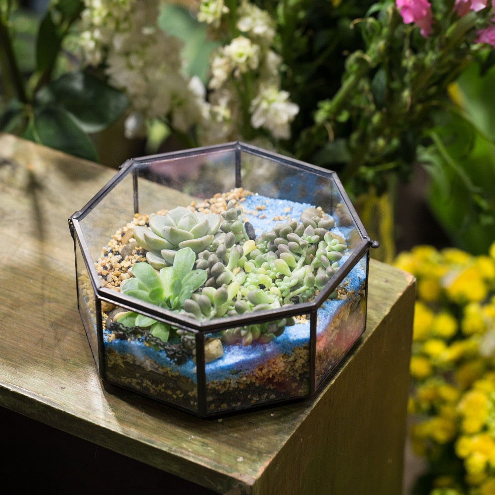 Handmade Flat Octagon Glass Geometric Terrarium for Succulents Fern Moss - NCYPgarden