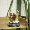 Blown 2 Piece Glass Cloche Dome Cover Terrarium Container with Without Airhole for Venus Flytrap - NCYPgarden