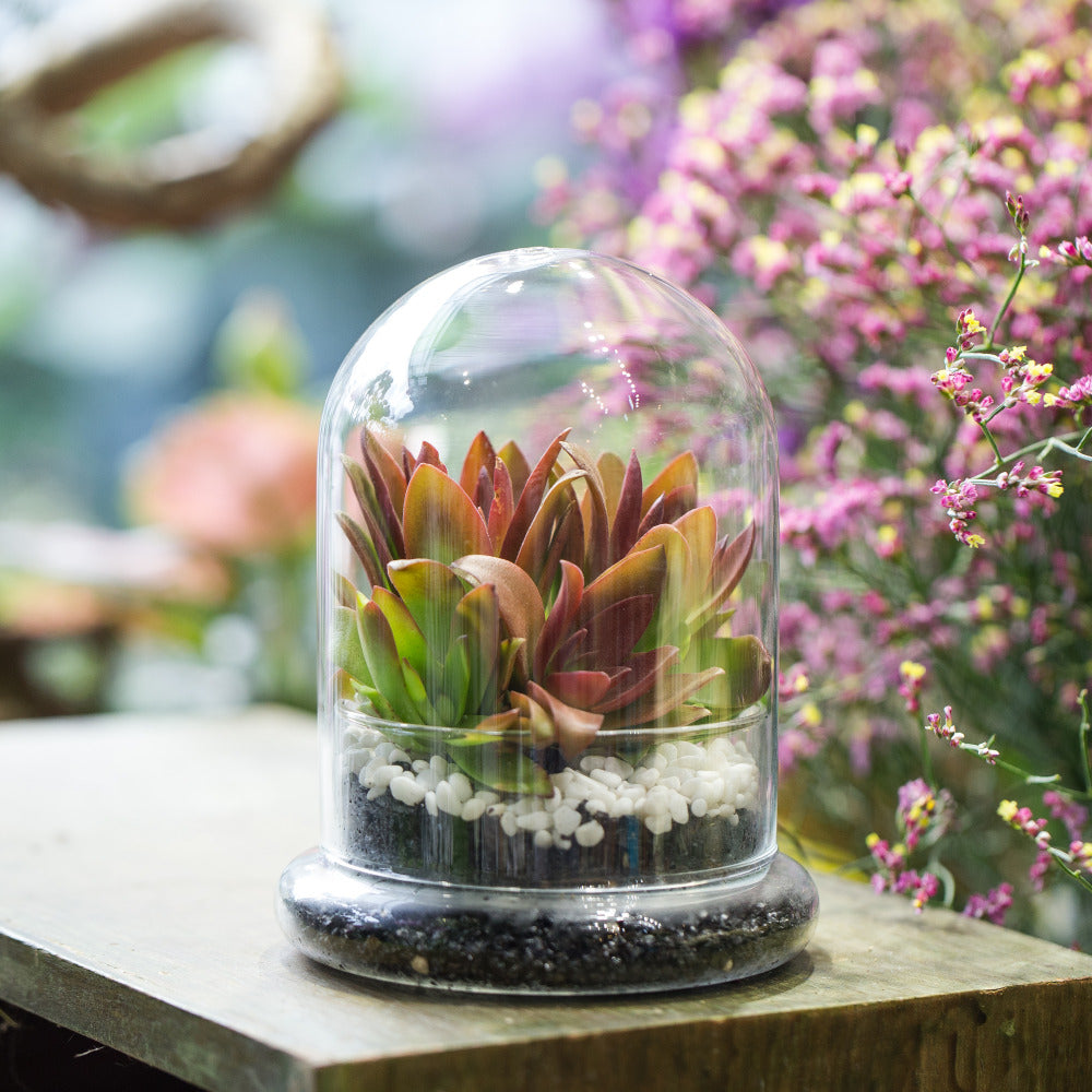 Blown 2 Piece Glass Cloche Dome Cover Terrarium Container with Without Airhole for Venus Flytrap - NCYPgarden