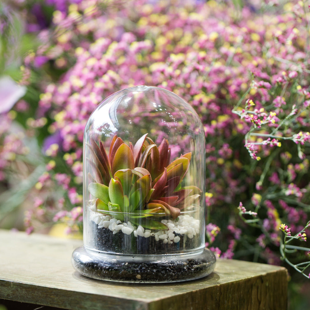 Blown 2 Piece Glass Cloche Dome Cover Terrarium Container with Without Airhole for Venus Flytrap - NCYPgarden