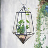 Handmade Hanging Artistic Clear Glass Six-surfaces Diamond Geometric Terrarium DIY for Succulent Pot - NCYPgarden