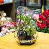 Handmade 41cm / 16" Tall Irregular Open Glass Geometric Terrarium Box for Succulent Moss  Airplants - NCYPgarden