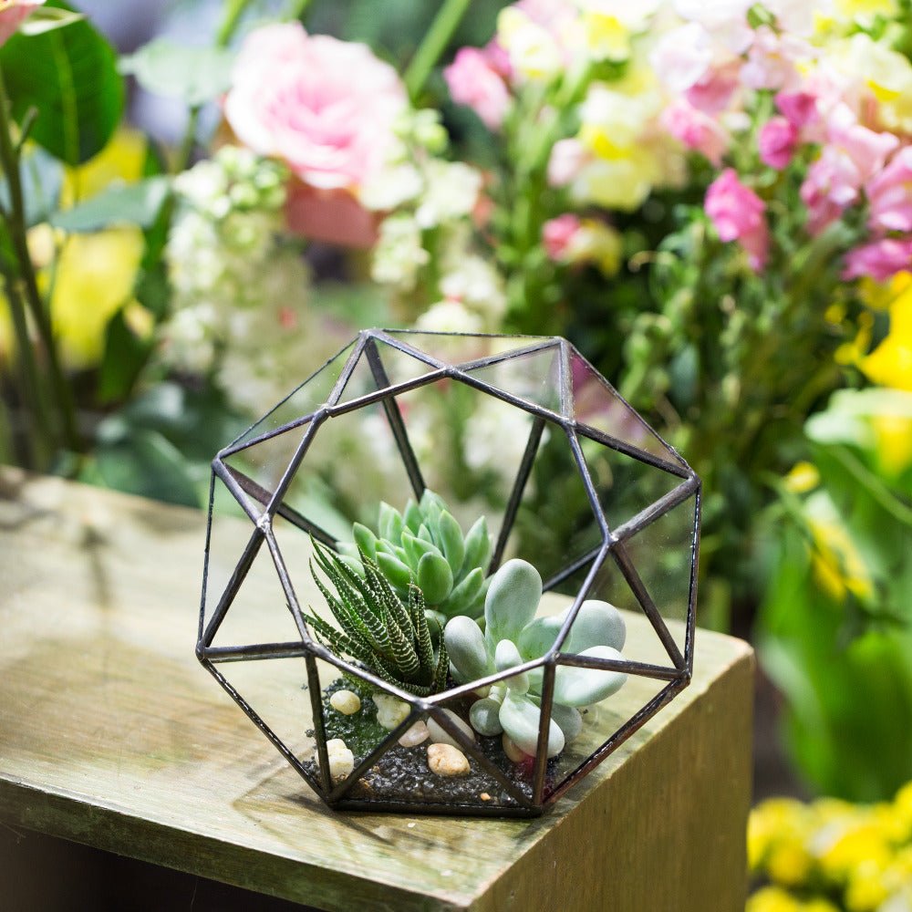 indoor terrarium succulent gardens Buy Handmade Diamond Open Glass Geometric Terrarium – NCYPgarden