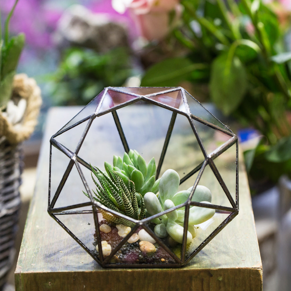 Handmade Diamond Open Glass Geometric Terrarium for Succulents Moss Fern Cacti - NCYPgarden