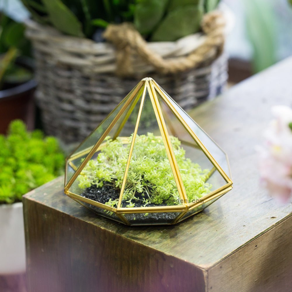 gold terrarium with succulents Shop Open Gold Diamond Shape Glass Geometric Terrarium