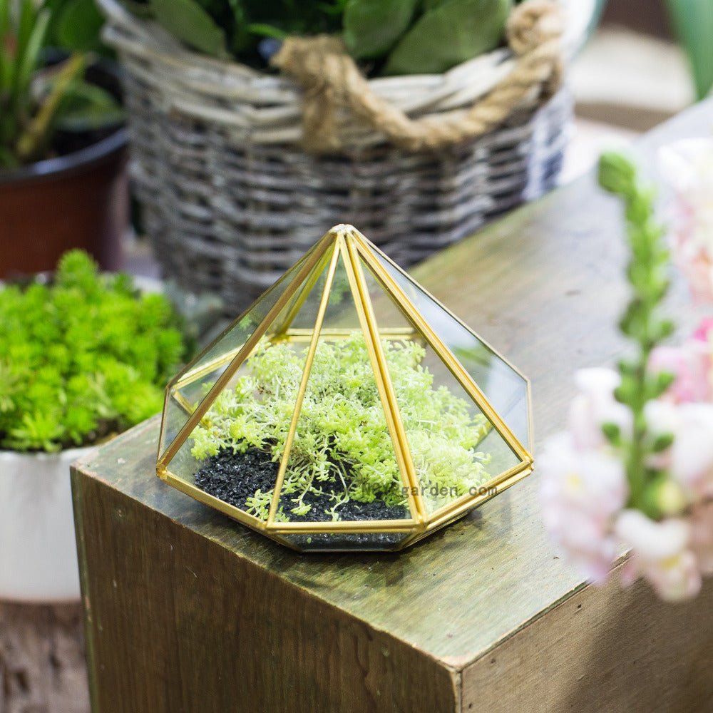 gold geometric succulent terrarium Shop Open Gold Diamond Shape Glass Geometric Terrarium