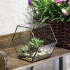 Handmade Thick Geometric Hexagon Glass Terrarium for Succulent Moss Airplants - NCYPgarden