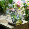 Handmade Thick Geometric Hexagon Glass Terrarium for Succulent Moss Airplants - NCYPgarden