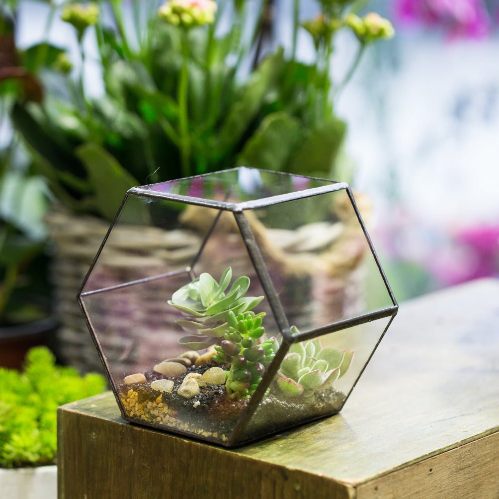 succulent terrarium geometric Handmade Thick Geometric Hexagon Glass Terrarium for Succulent Moss Airplants