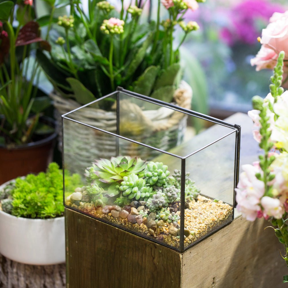 succulents in clear glass Shop Handmade Glass Geometric Terrarium Box with Lid Small