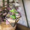 Handmade Small Black Hanging Class Geometric Glass Terrarium  for Air Plants Moss - NCYPgarden