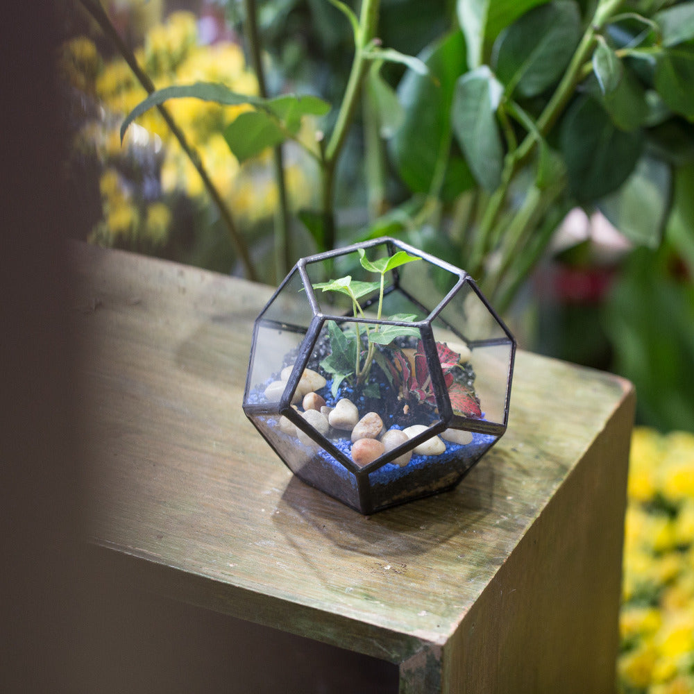 Handmade Mini Black Pentagon Glass Geometric Terrarium for Ring Box Moss - NCYPgarden