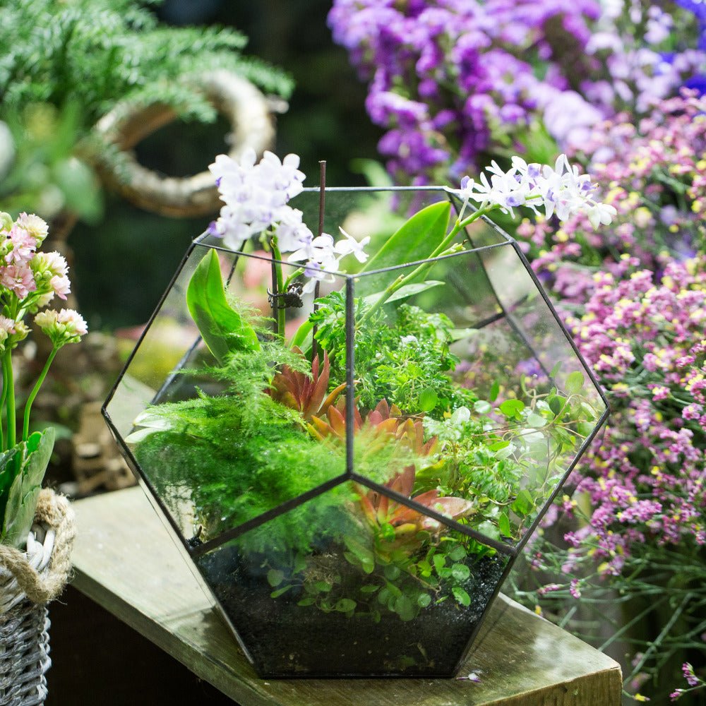 large glass succulent terrarium Handmade Extra Large Large Pentagon Glass Geometric Terrarium for Succulents Fern Moss Airplants