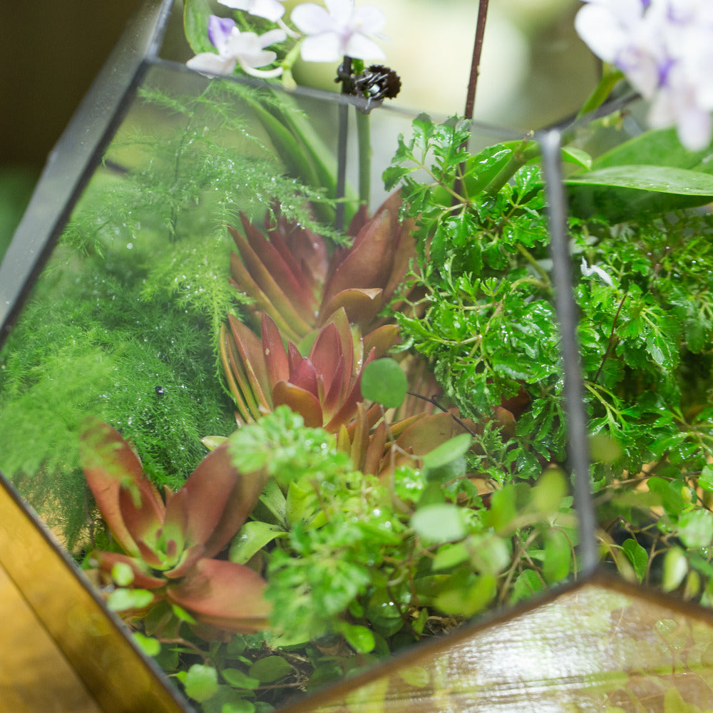 Handmade Extra Large Large Pentagon Glass Geometric Terrarium for Succulents Fern Moss Airplants - NCYPgarden
