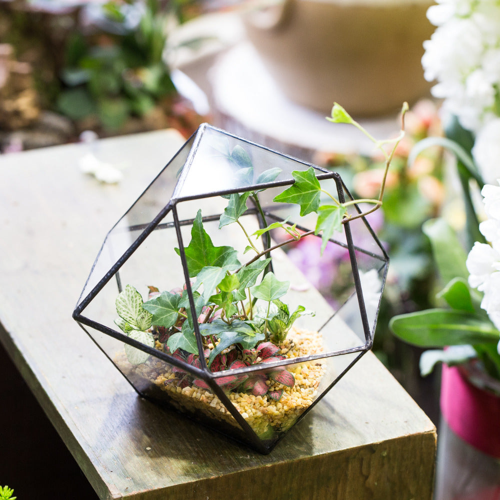Handmade Glass Geometric Flower Terrarium Pot for Succulents Moss Fern Micro Landscape - NCYPgarden