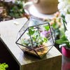 Handmade Glass Geometric Flower Terrarium Pot for Succulents Moss Fern Micro Landscape - NCYPgarden