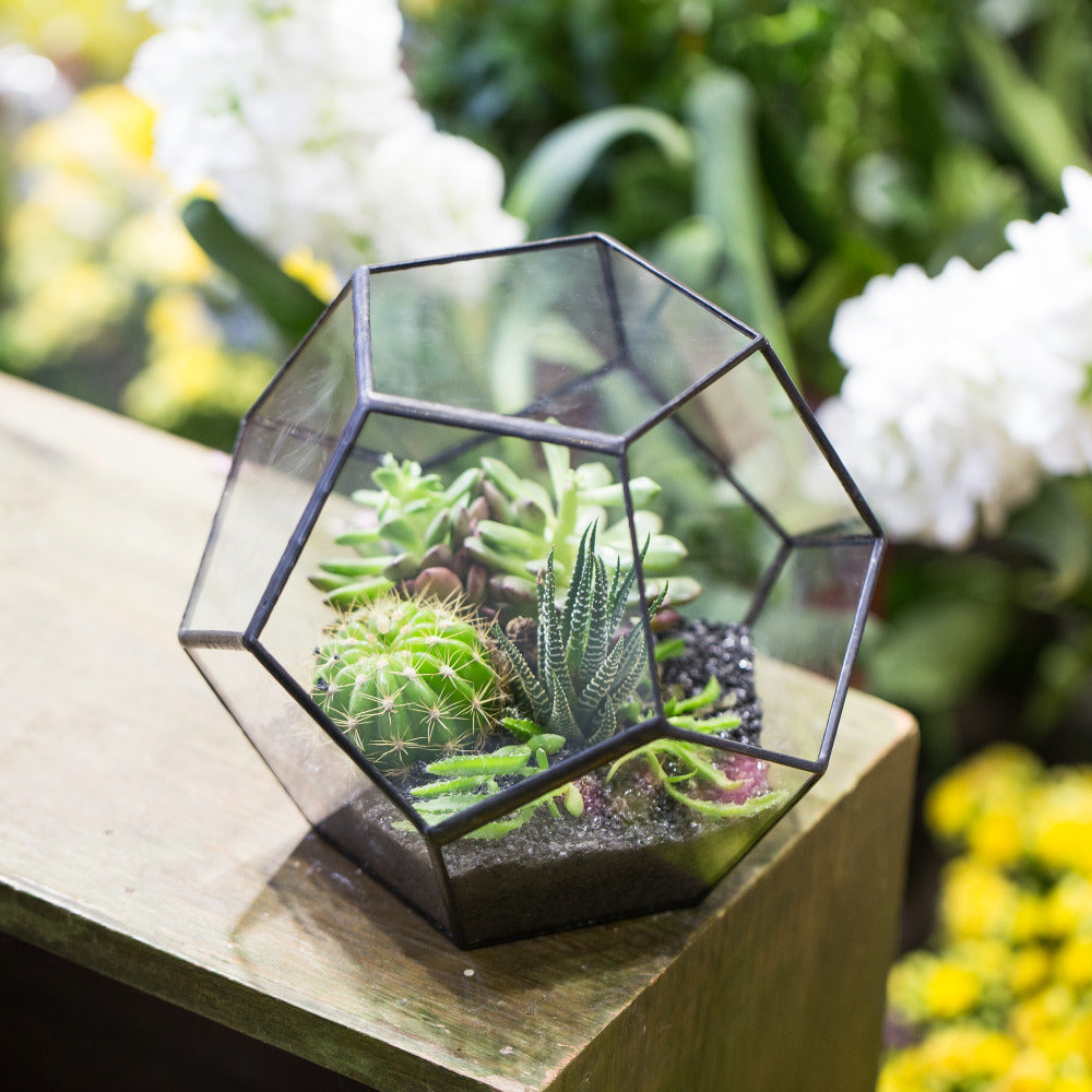 Handmade Silver Black Various Size Pentagon Glass Geometric Terrarium for Succulents Airplants Cacti - NCYPgarden