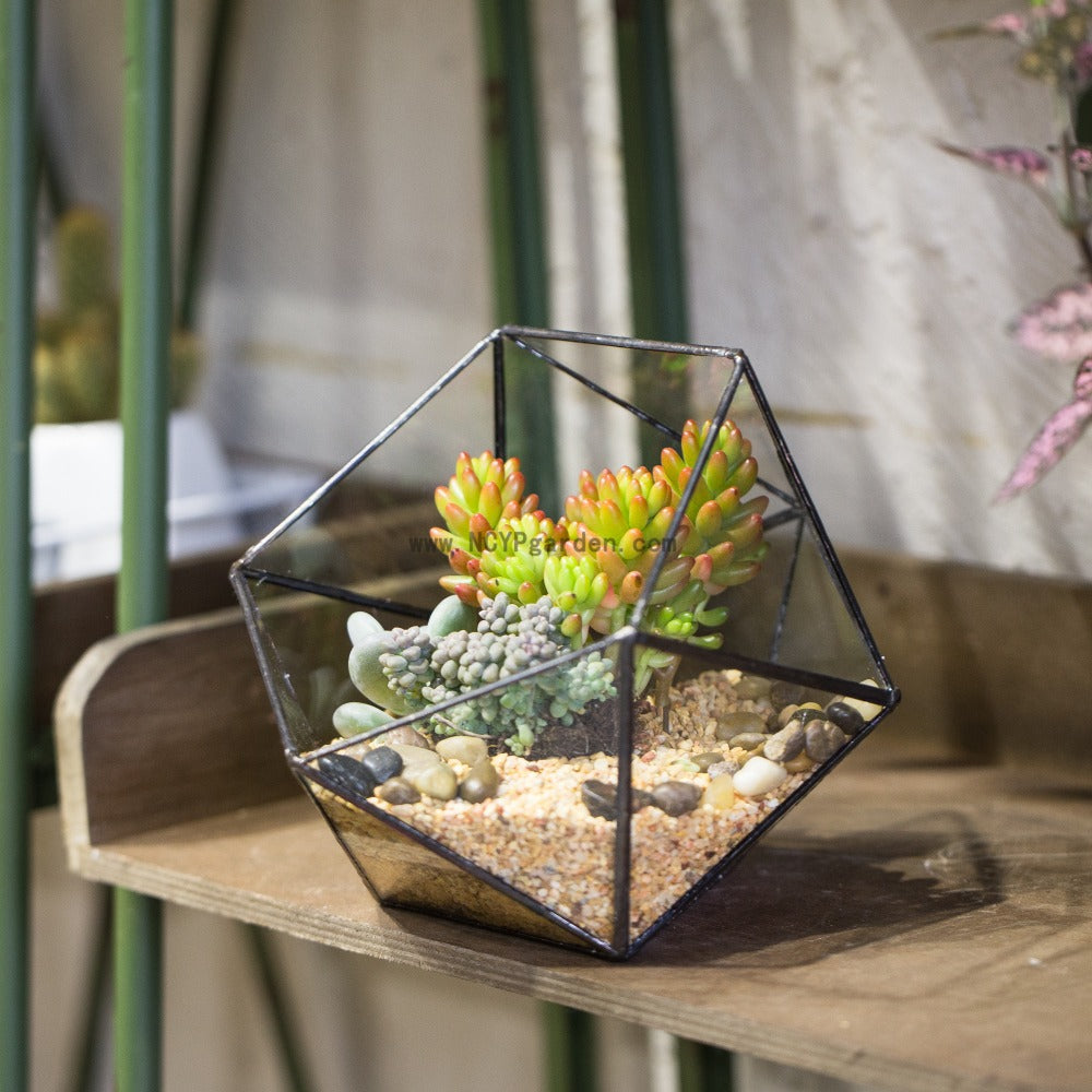 Handmade Bowl Shape Geometric Glass Terrarium for Garden Plants Succulents Moss Airplants - NCYPgarden