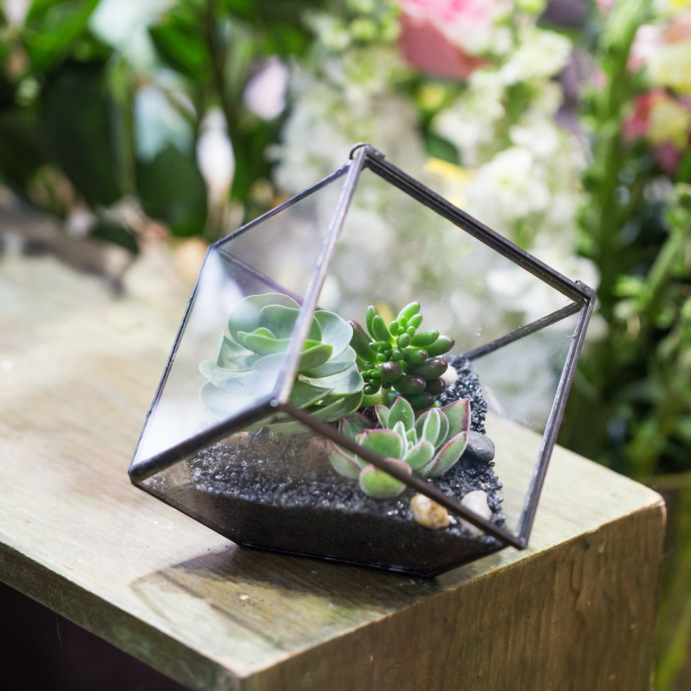 Handmade 10cm / 15cm Inclined Cube Glass Black Geometric Terrarium with Door for Succulent Moss - NCYPgarden