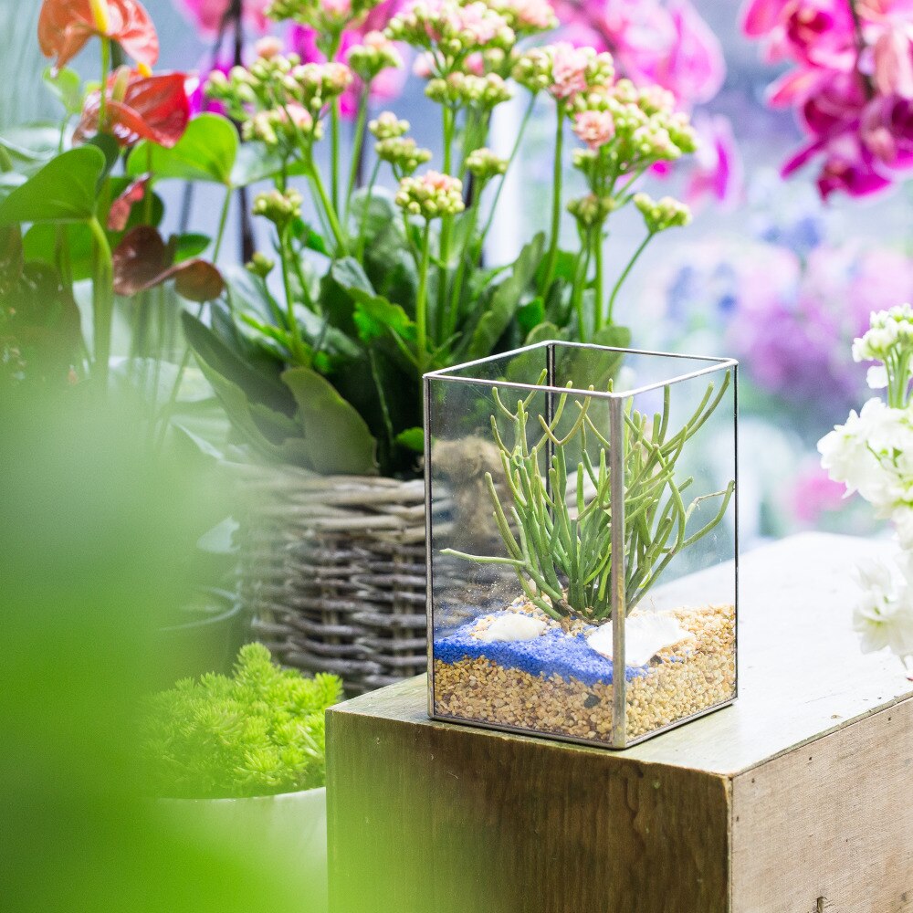 Handmade Silver Long Geometric Glass Terrarium for Succulents Moss Cacti Fern - NCYPgarden