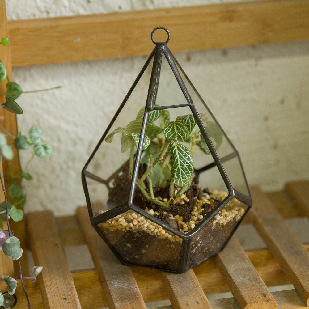 Handmade Small Teardrop Hanging Clear Glass Geometric Terrarium for Succulent Fern Airplants - NCYPgarden