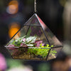 Handmade Black Vertebral Hanging Geometric Glass Terrarium for Succulent Fern Moss - NCYPgarden