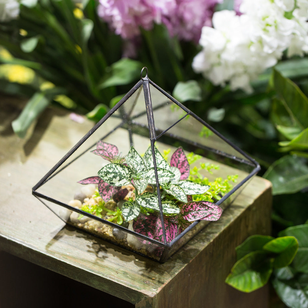 Handmade Black Vertebral Hanging Geometric Glass Terrarium for Succulent Fern Moss - NCYPgarden