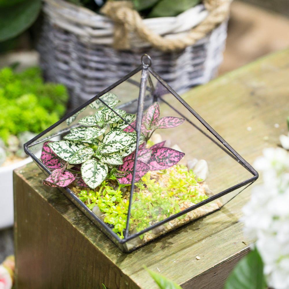 Handmade Black Vertebral Hanging Geometric Glass Terrarium for Succulent Fern Moss - NCYPgarden