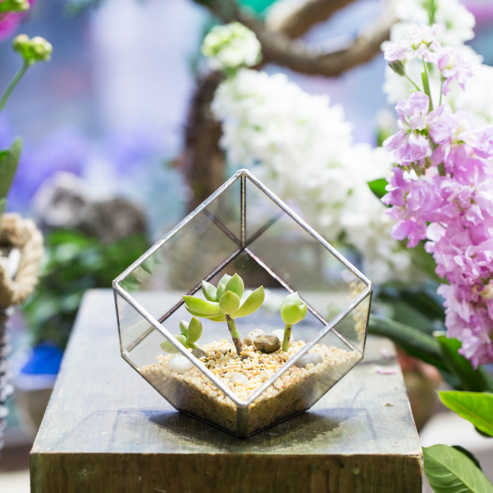 Handmade 3.93" / 10cm Silver Square Inclined Cube Glass Geometric Terrarium for Succulent  Airplants - NCYPgarden