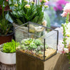 Handmade Rectangle Glass Geometric Terrarium with Lid  for Succulents Moss Fern - NCYPgarden
