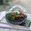 Hand Blown Glass Bubble Shape Globe Terrarium for Miniature Micro Landscape Airplants Moss - NCYPgarden