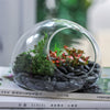 Hand Blown Glass Bubble Shape Globe Terrarium for Miniature Micro Landscape Airplants Moss - NCYPgarden