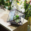 Handmade 10cm / 15cm Inclined Cube Glass Black Geometric Terrarium with Door for Succulent Moss - NCYPgarden