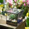 Handmade Square Glass Geometric Terrarium Box with Lid for Succulents Fern Moss - NCYPgarden
