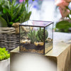 Handmade Square Glass Geometric Terrarium Box with Lid for Succulents Fern Moss - NCYPgarden