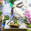 Handmade 10cm Inclined Cube Vase Glass Geometric Terrarium Tabletop Flowerpot for Garden Succulents - NCYPgarden