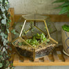 Handmade Gold Pentagon Geometric Glass Terrarium for Succulent Moss Airplants Wedding - NCYPgarden