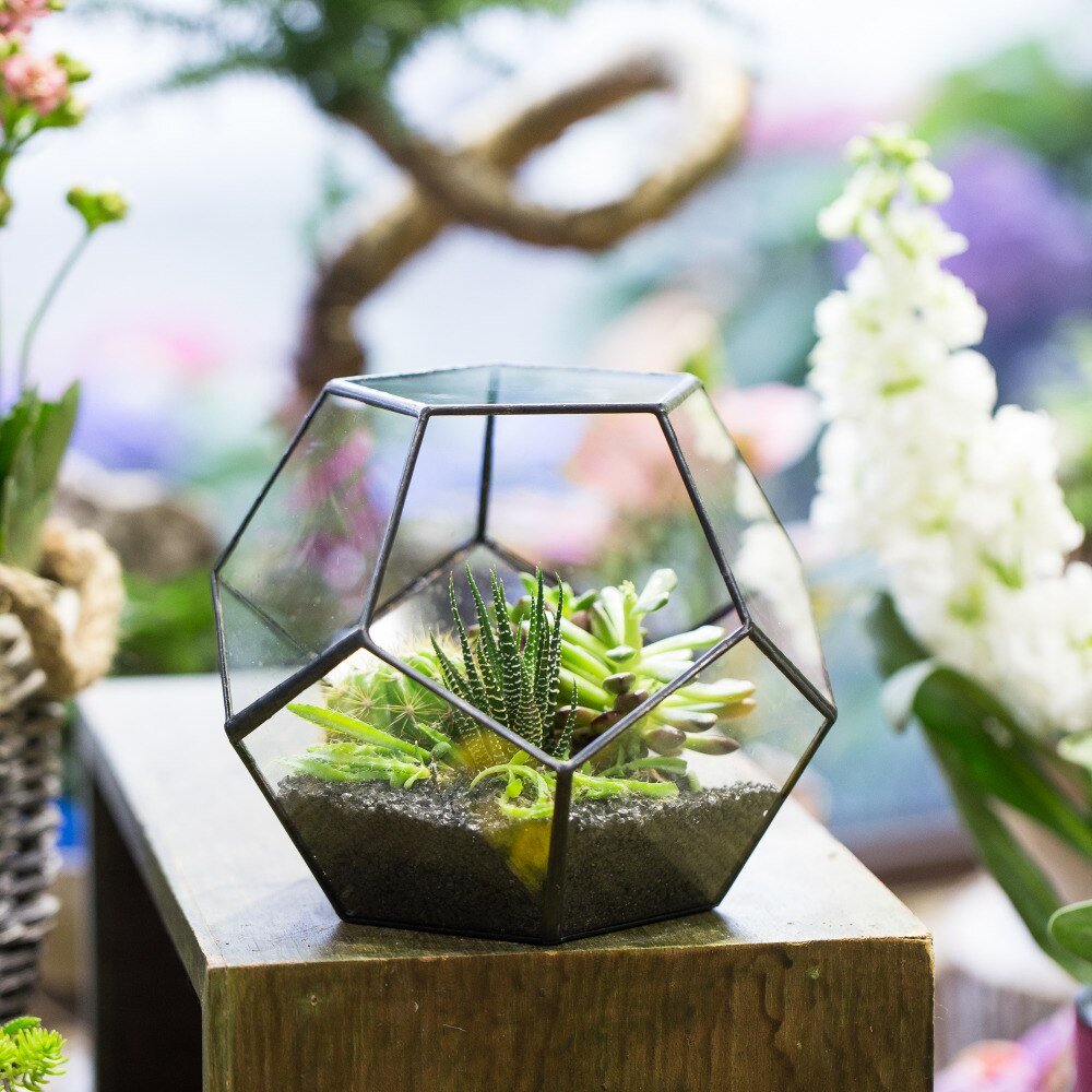 tabletop terrarium plants Buy Handmade Tabletop Polyhedron Glass Geometric Terrarium – NCYPgarden